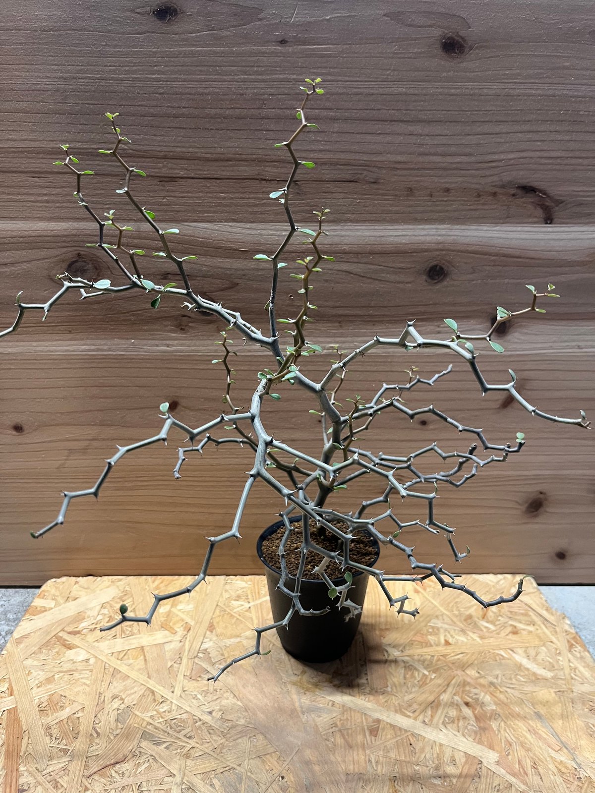 デカリア マダガスカリエンシス | GREEN LUCK