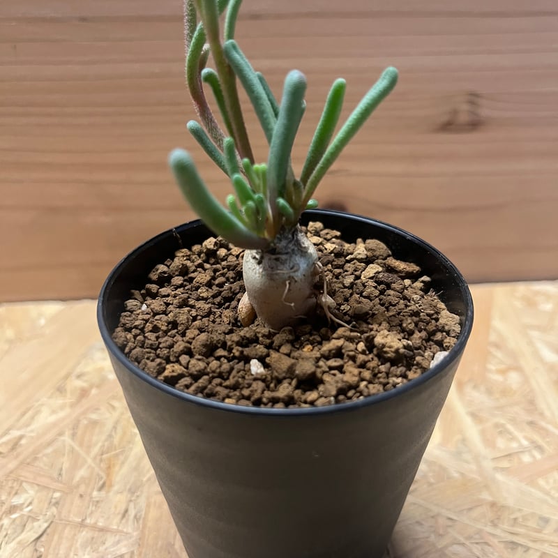 フィロボルス テヌイフロルス | GREEN LUCK