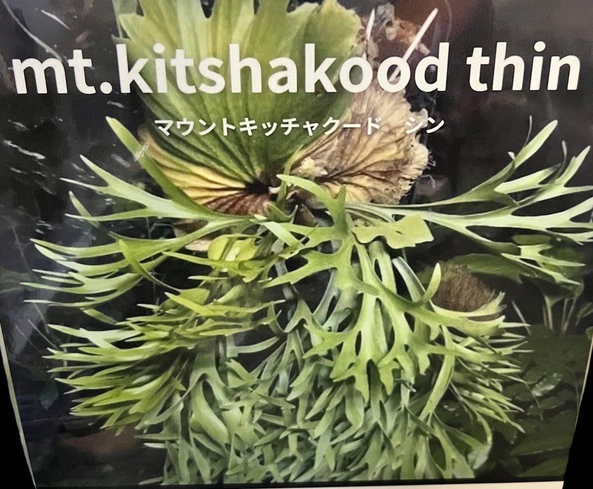 ビカクシダ　キッチャクード(P.mt.kitshakood） Amazon.co.jp: ビカクシダMt. Kitshakood Thin & Dwarf spore