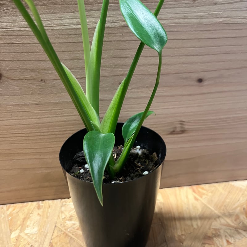 モンステラ バールマルクスフレーム | GREEN LUCK