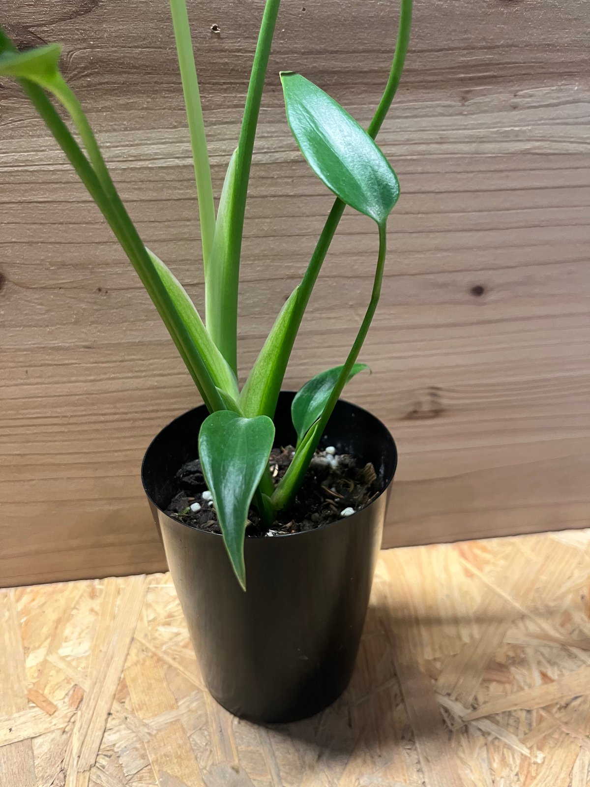 モンステラ バールマルクスフレーム | GREEN LUCK