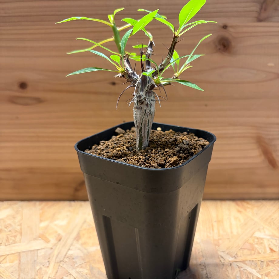 6a17df017c149e2ca1175285