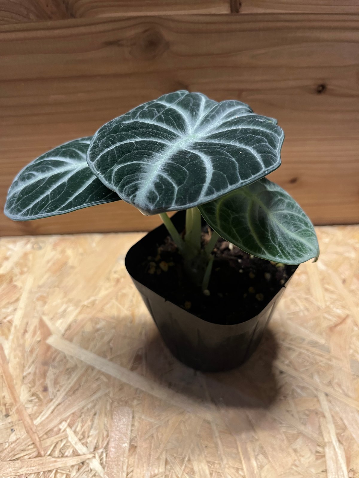 アロカシア ニンジャ | GREEN LUCK