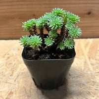 アガベ チタノタ 白鯨 lize園藝 | GREEN LUCK