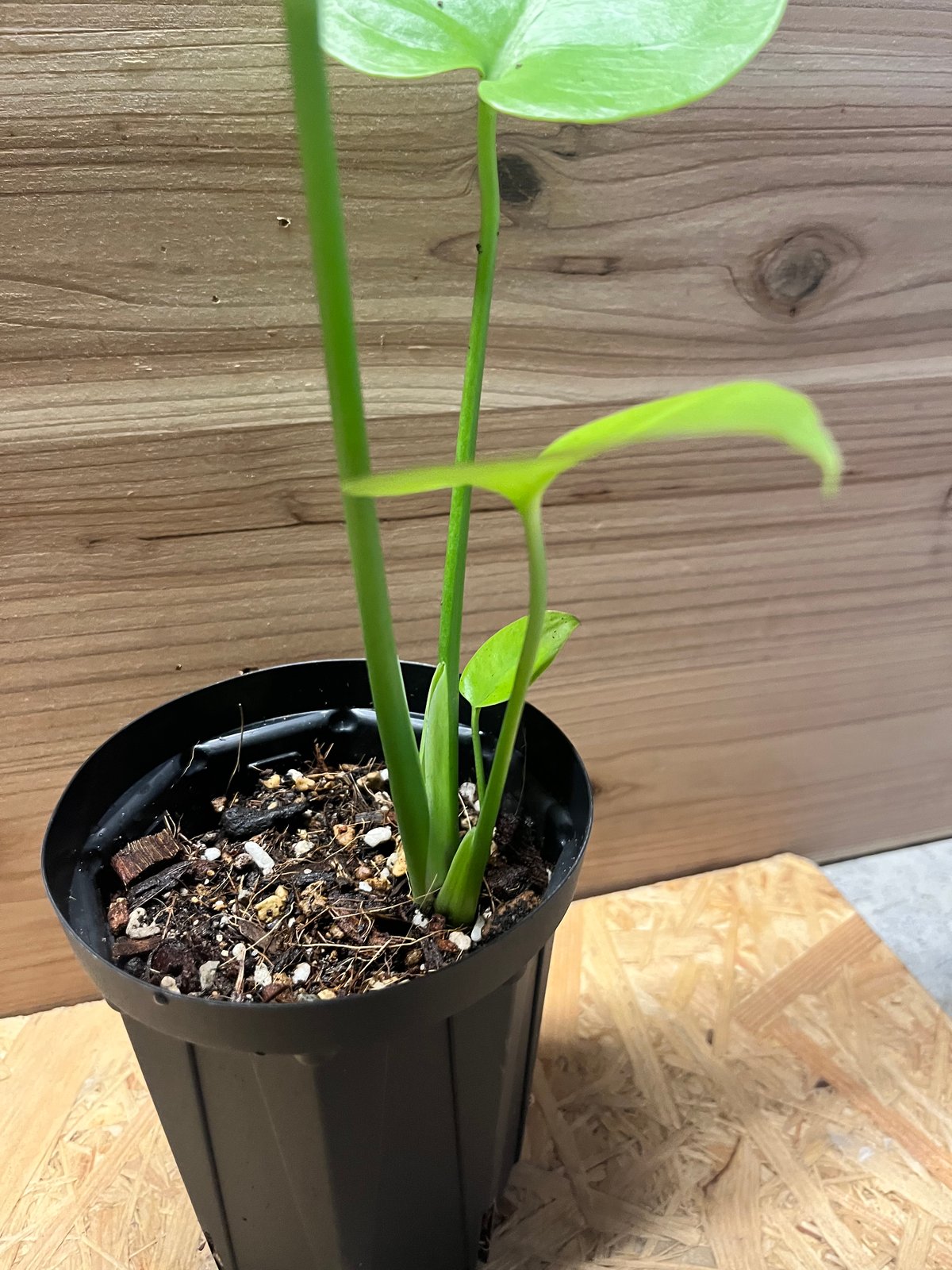 モンステラ デリシオーサ ゴールドリーフ | GREEN LUCK