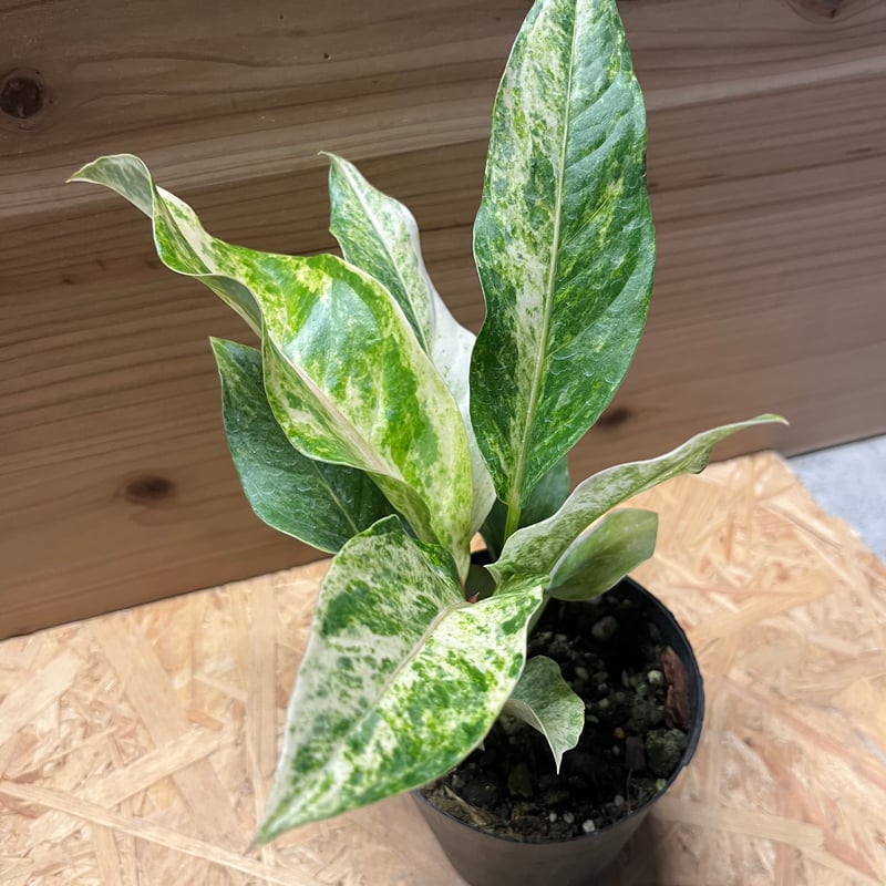 アンスリウム ジャングルブッシュ 斑入り | GREEN LUCK