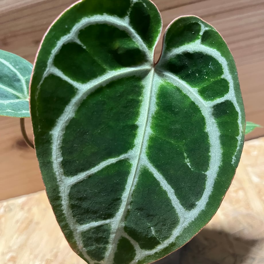 67f35ccd02ecc35c85bc7c9d