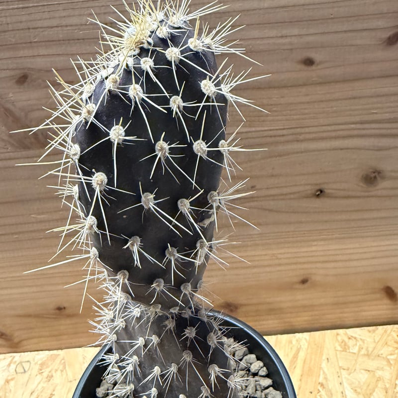 オプンチア ガラパゲイア | GREEN LUCK