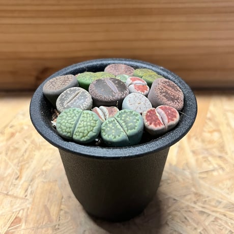 リトープス | STORES