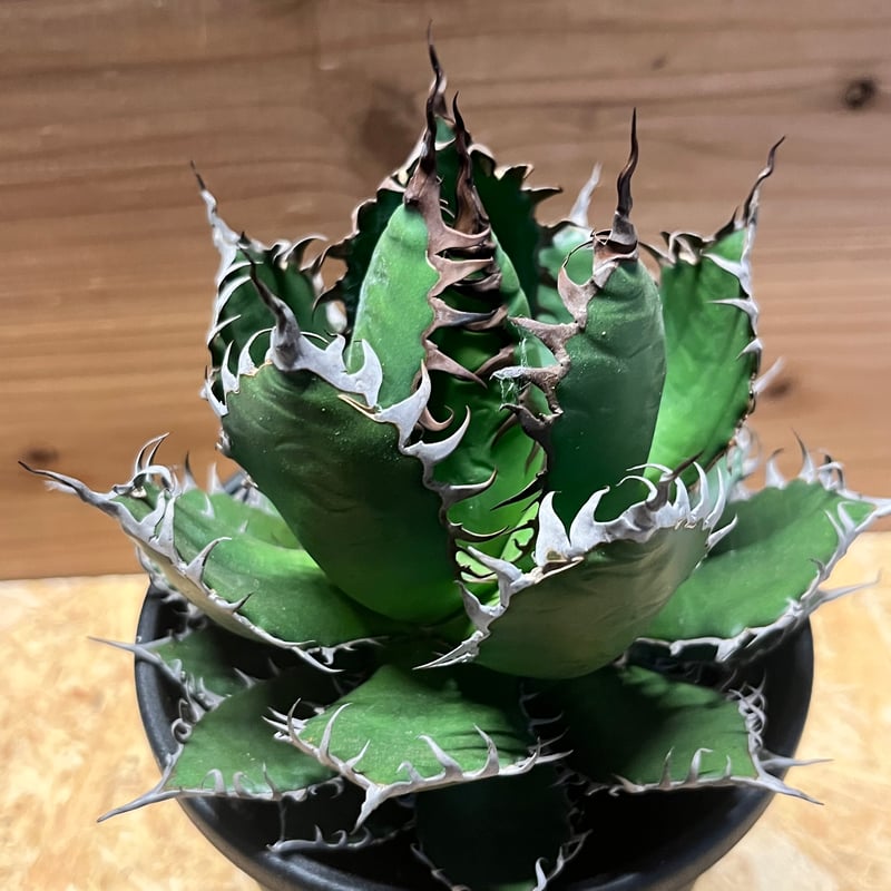 アガベ ホリダ | GREEN LUCK