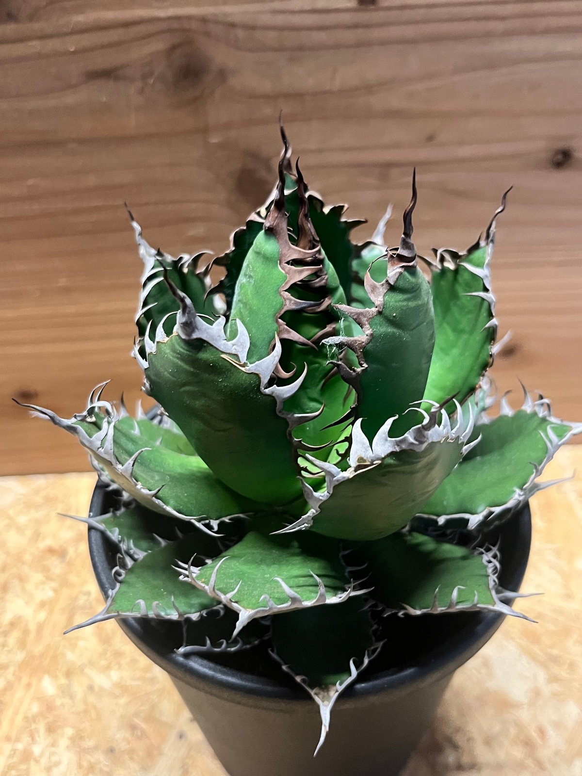 アガベ ホリダ | GREEN LUCK