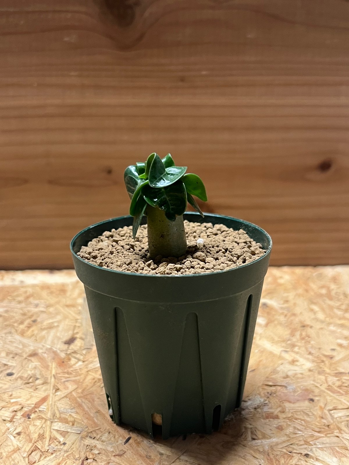 獅子葉/アデニウム】Dorset Horn Adenium(DHA) ⑤ 獅子葉/アデニウム】Dorset Horn Adenium(DHA) ⑤