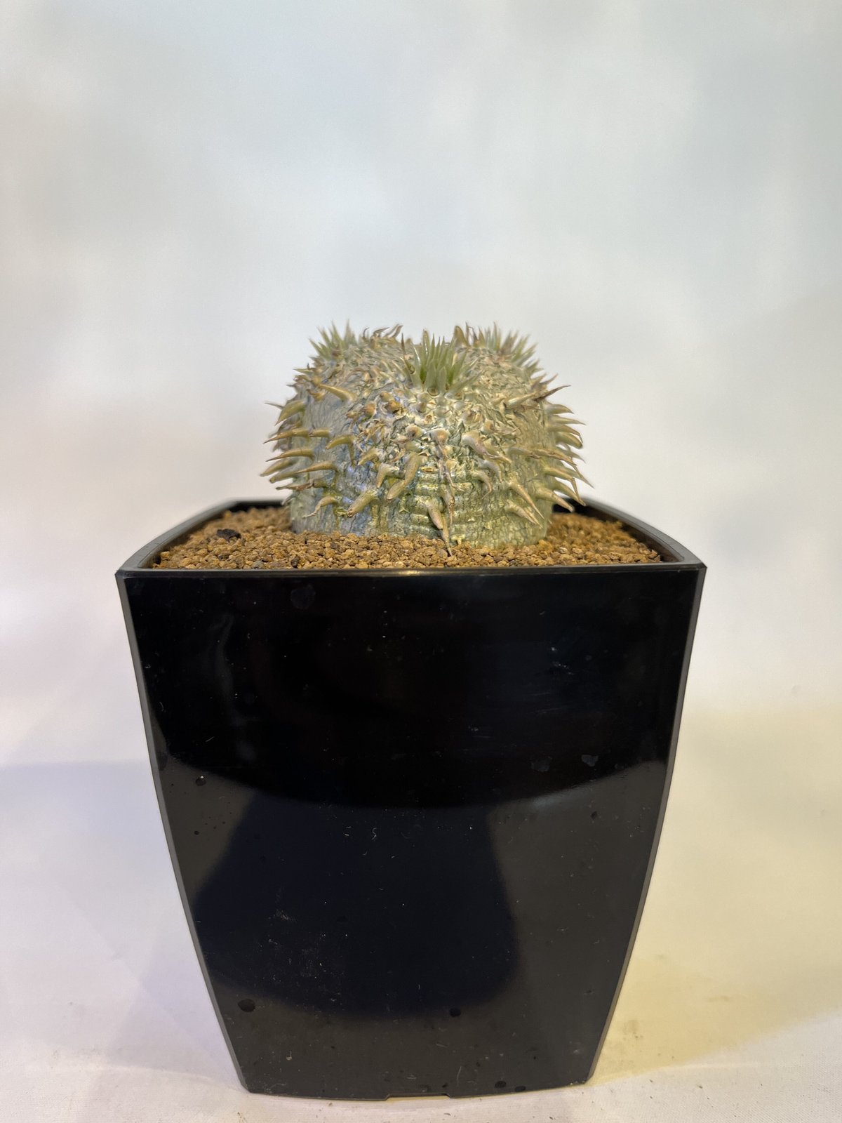 パキポディウム　恵比寿大黒 Pachypodium Densicaule パキポディウム 恵比寿大黒 | plants