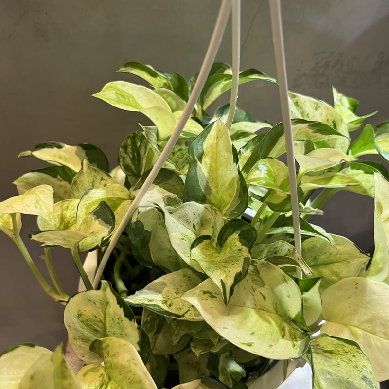 ポトス グローバル 吊り鉢5号 | GREEN LUCK