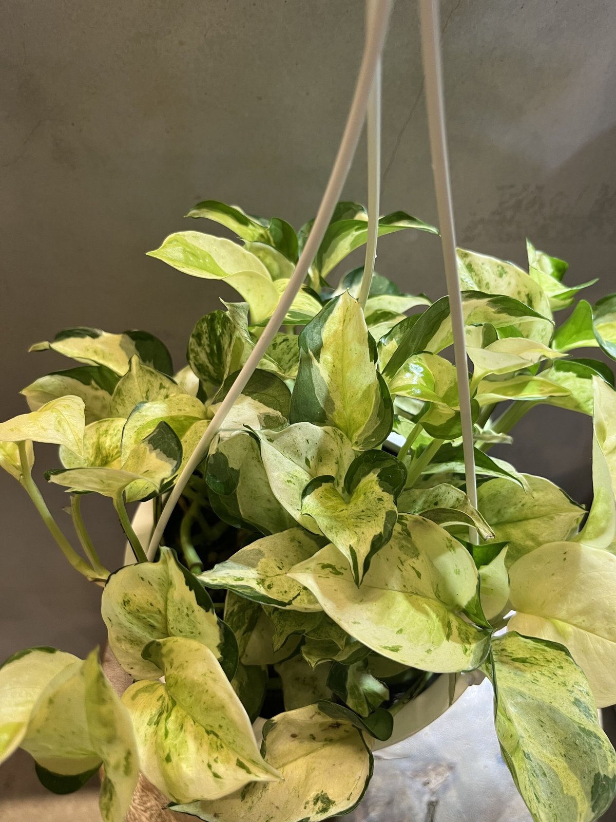 ポトス グローバル 吊り鉢5号 | GREEN LUCK