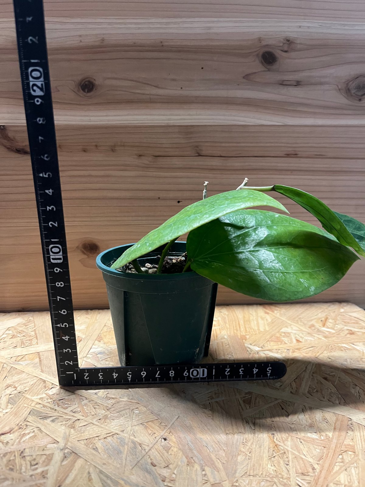 ホヤ グラブラ ボルネオ | GREEN LUCK