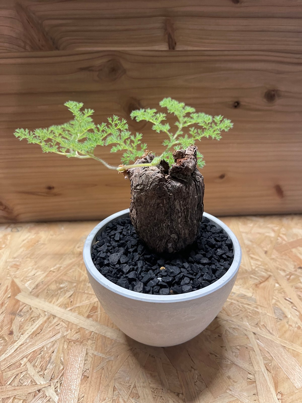 1Pelargonium triste ペラルゴニウム トリステ 実生 極上株 10株同梱