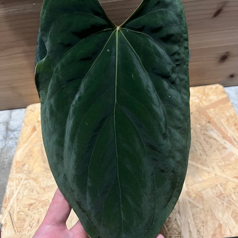 アンスリウム ドレスレリ イースタンフォーム | GREEN LUCK