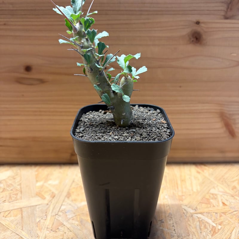 モンソニア クラシカウリス | GREEN LUCK