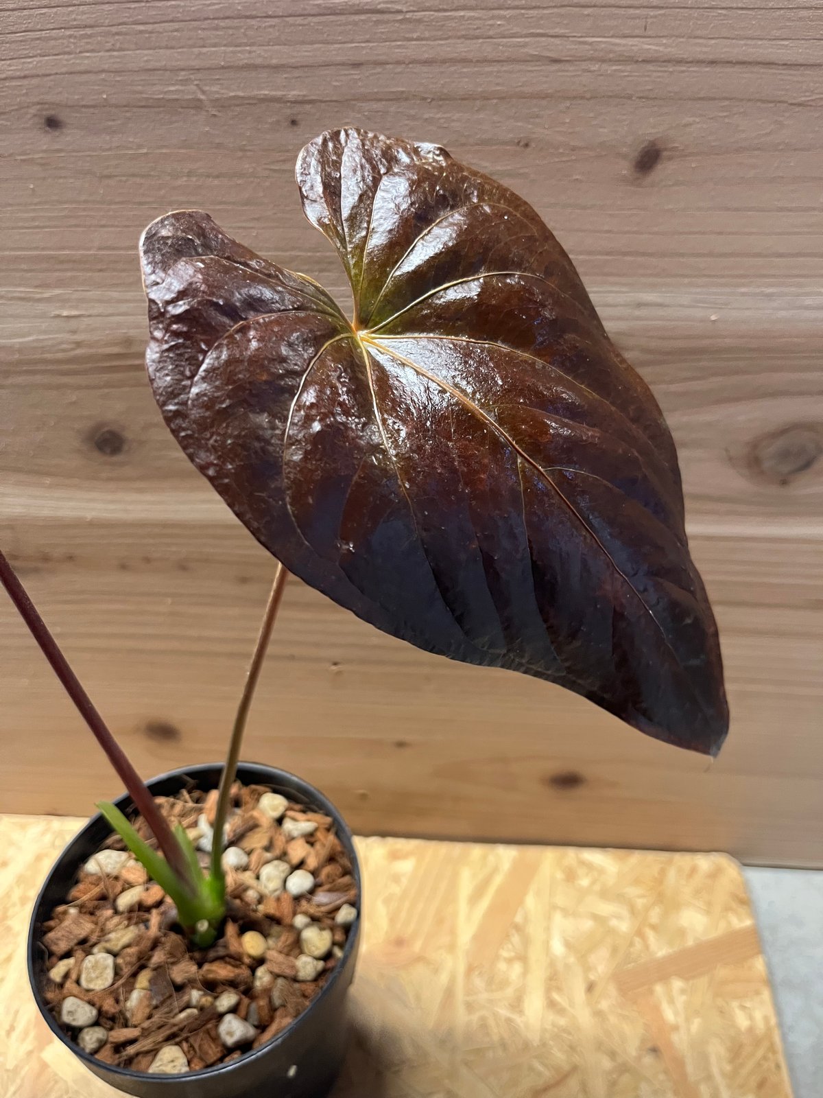 アンスリウム　ロムズレッド アンスリウム ロムズレッド | GREEN LUCK