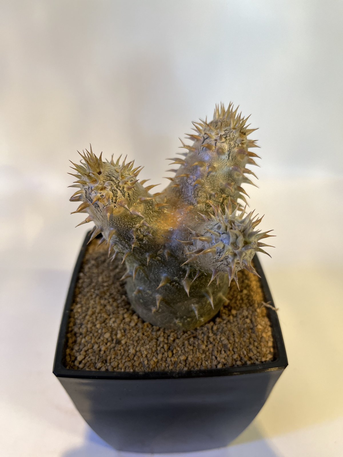 パキポディウム 伊藤ハイブリッド | GREEN LUCK