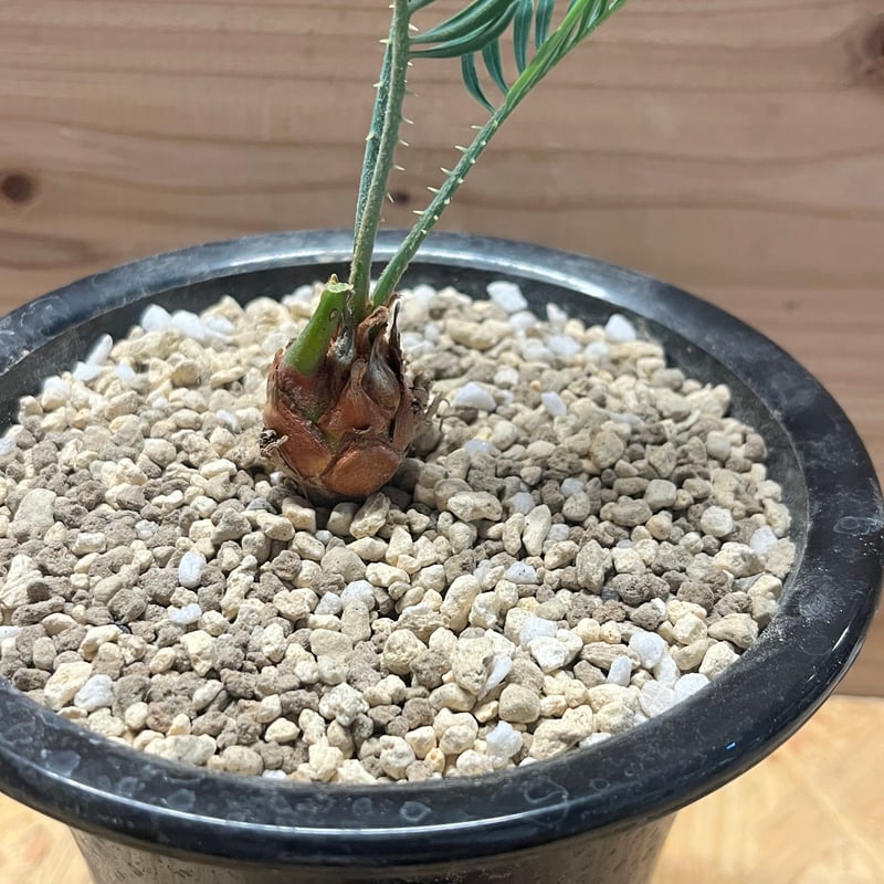 サイカス クピダ | GREEN LUCK