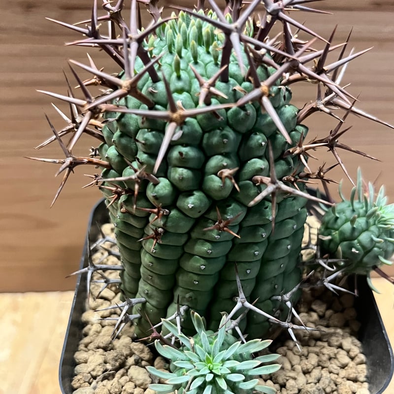 ユーフォルビア ステリスピナ 群星冠 | GREEN LUCK