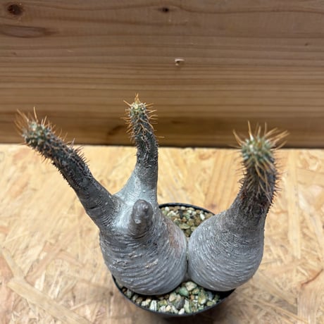 パキポディウム　グラキリス　2頭
