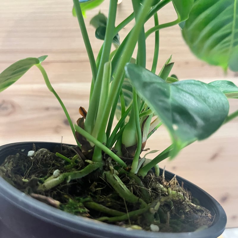 アンスリウム ベイチー | GREEN LUCK