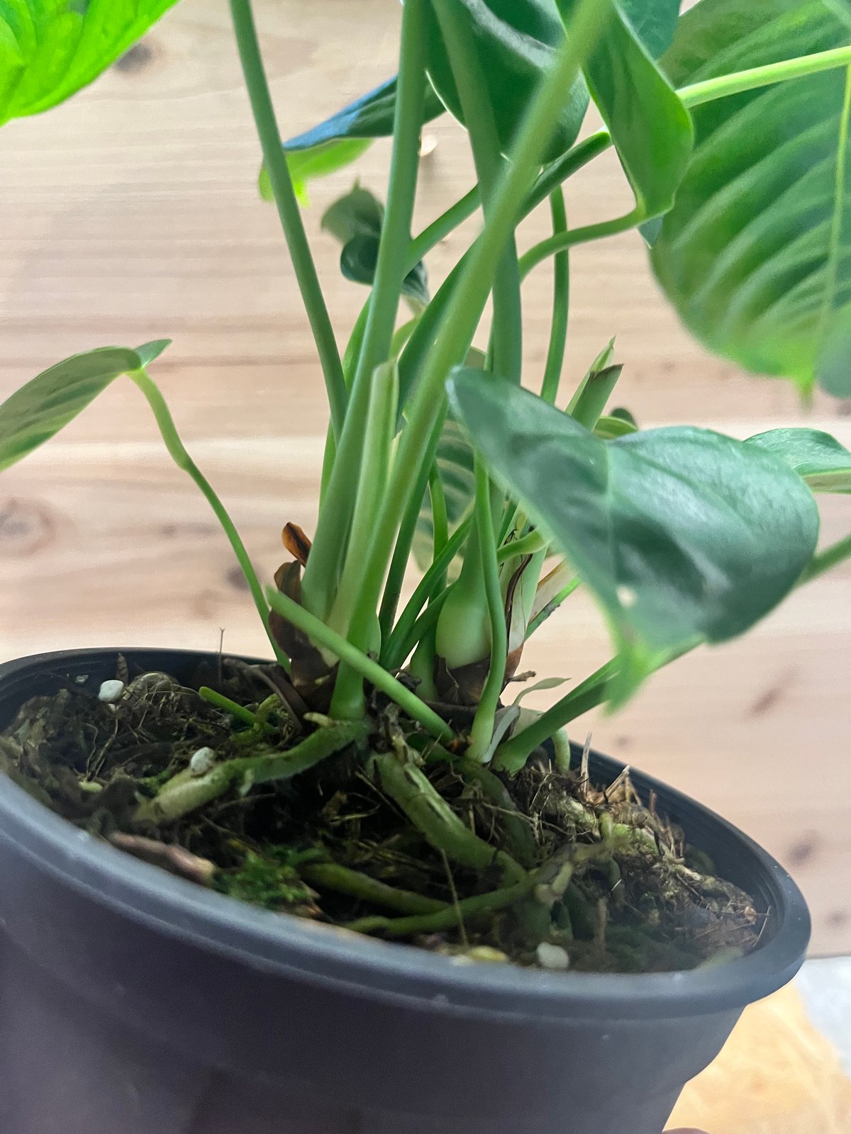 アンスリウム ベイチー | GREEN LUCK