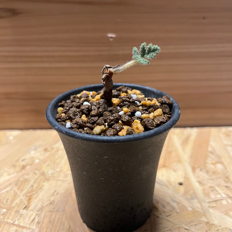 ペラルゴニウム トリステ 根差し | GREEN LUCK