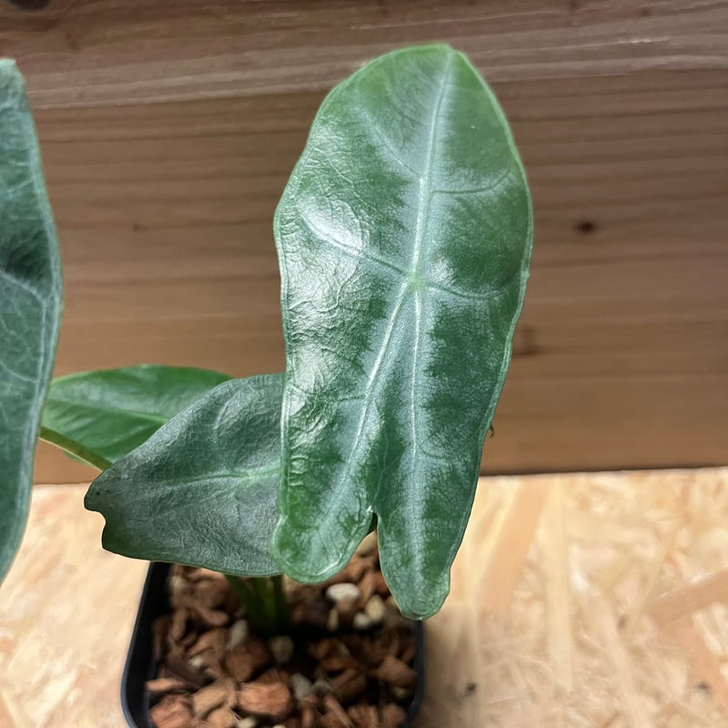 アロカシア ロンギロバシルバー | GREEN LUCK
