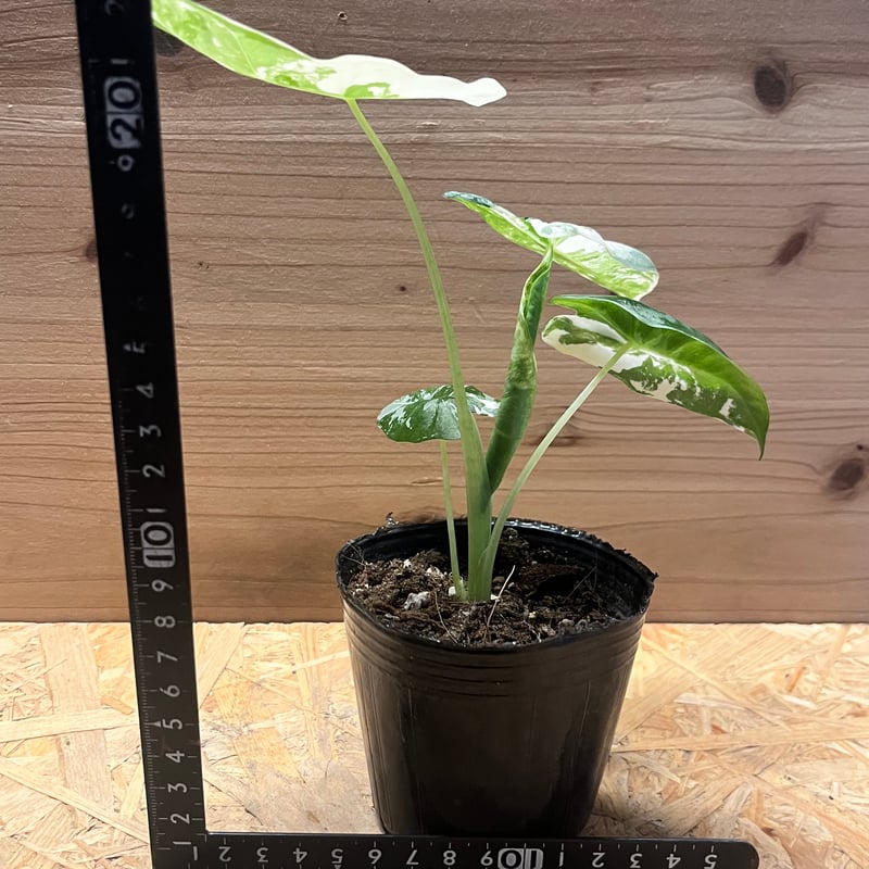 アロカシア グリーンベルット 斑入り | GREEN LUCK