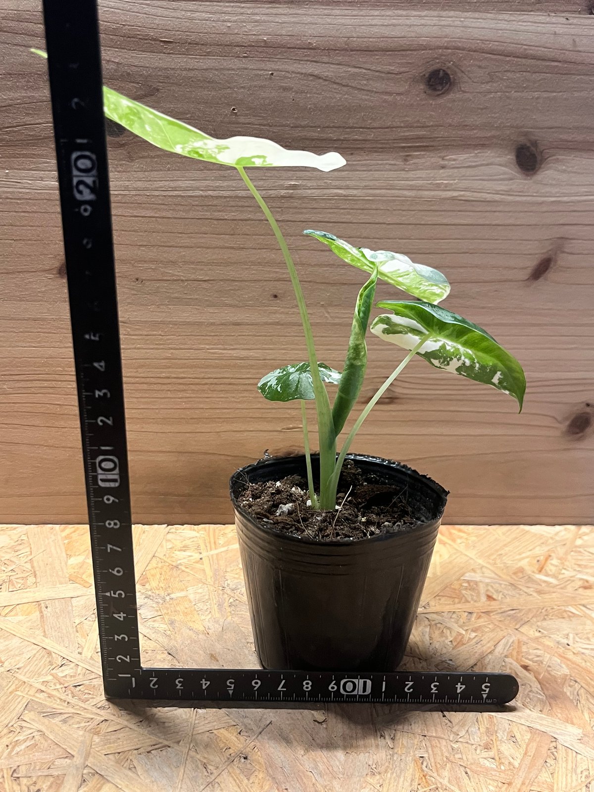 アロカシア　斑入り　２種 アロカシア斑入り2種セット【希少】 2アロカシア ニンジャ