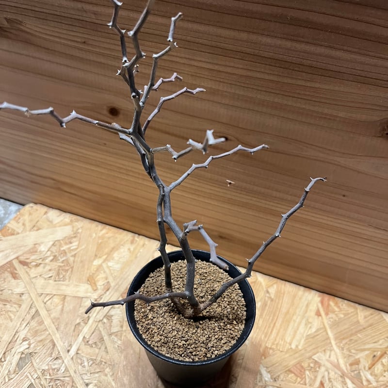 デカリア マダガスカリエンシス ジグザグの木 | GREEN LUCK