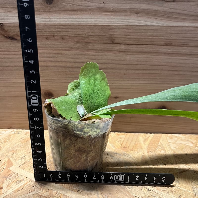 ビカクシダエスエスフーンss.foongリドレイ植物観葉植物ベイチー