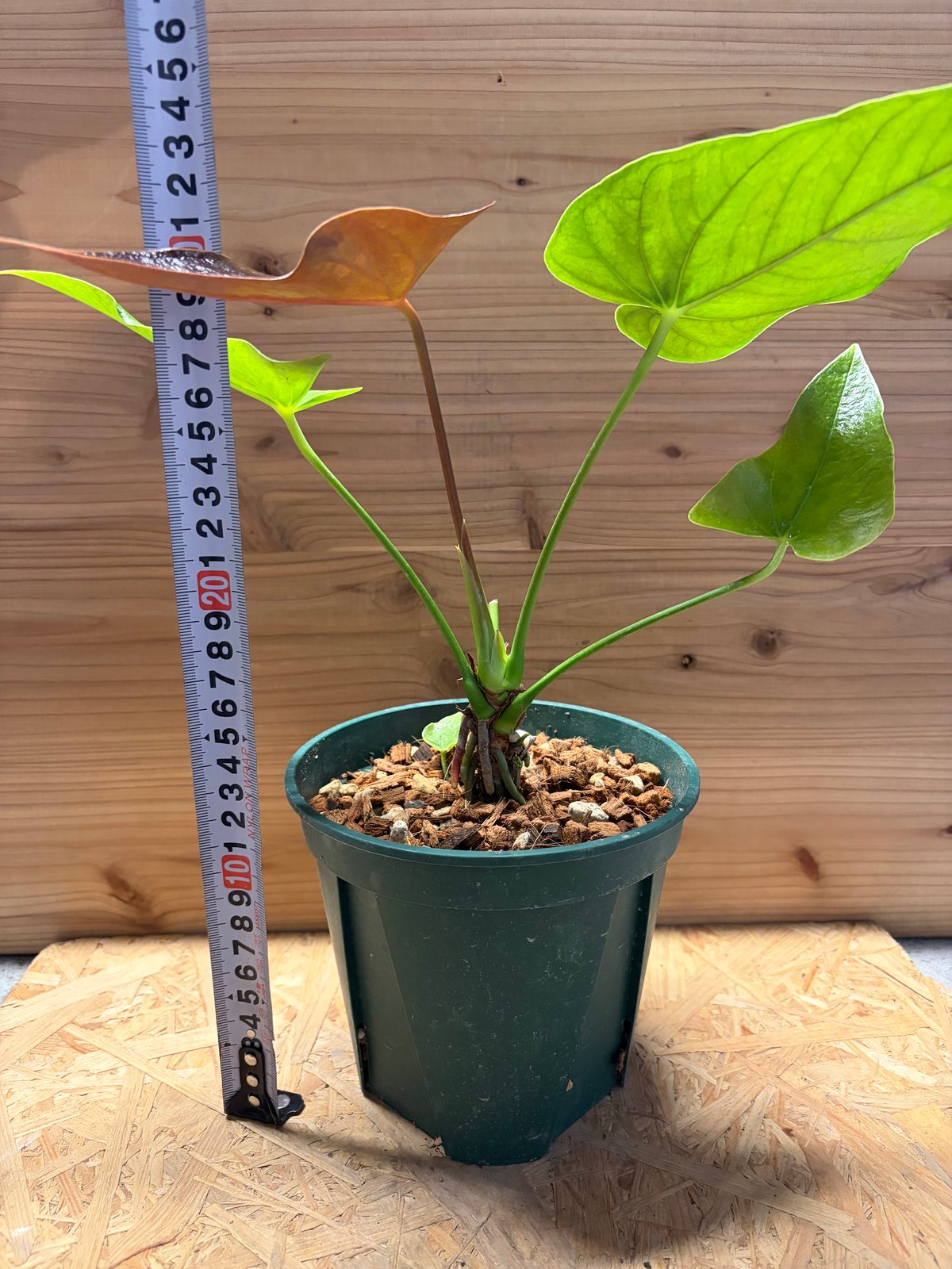 アンスリウム チャンベラニアナム ロムズベルデ | GREEN LUCK