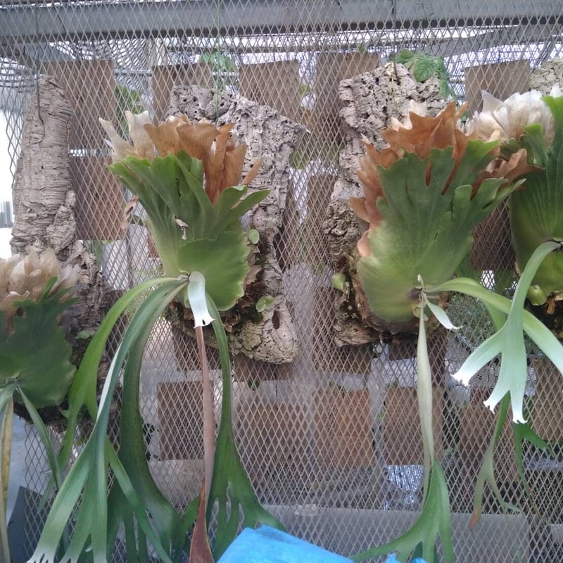 ビカクシシダ ウィリンキー | GREEN LUCK