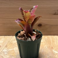 ビカクシダ ベイチー レモイネイ | GREEN LUCK