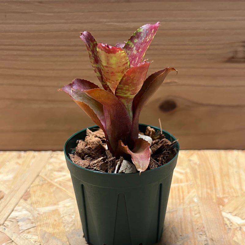 ネオレゲリア　バイーアナ　会長株 ネオレゲリア バイアーナ 会長株 ネオレゲリアの株分け｜園芸日記by