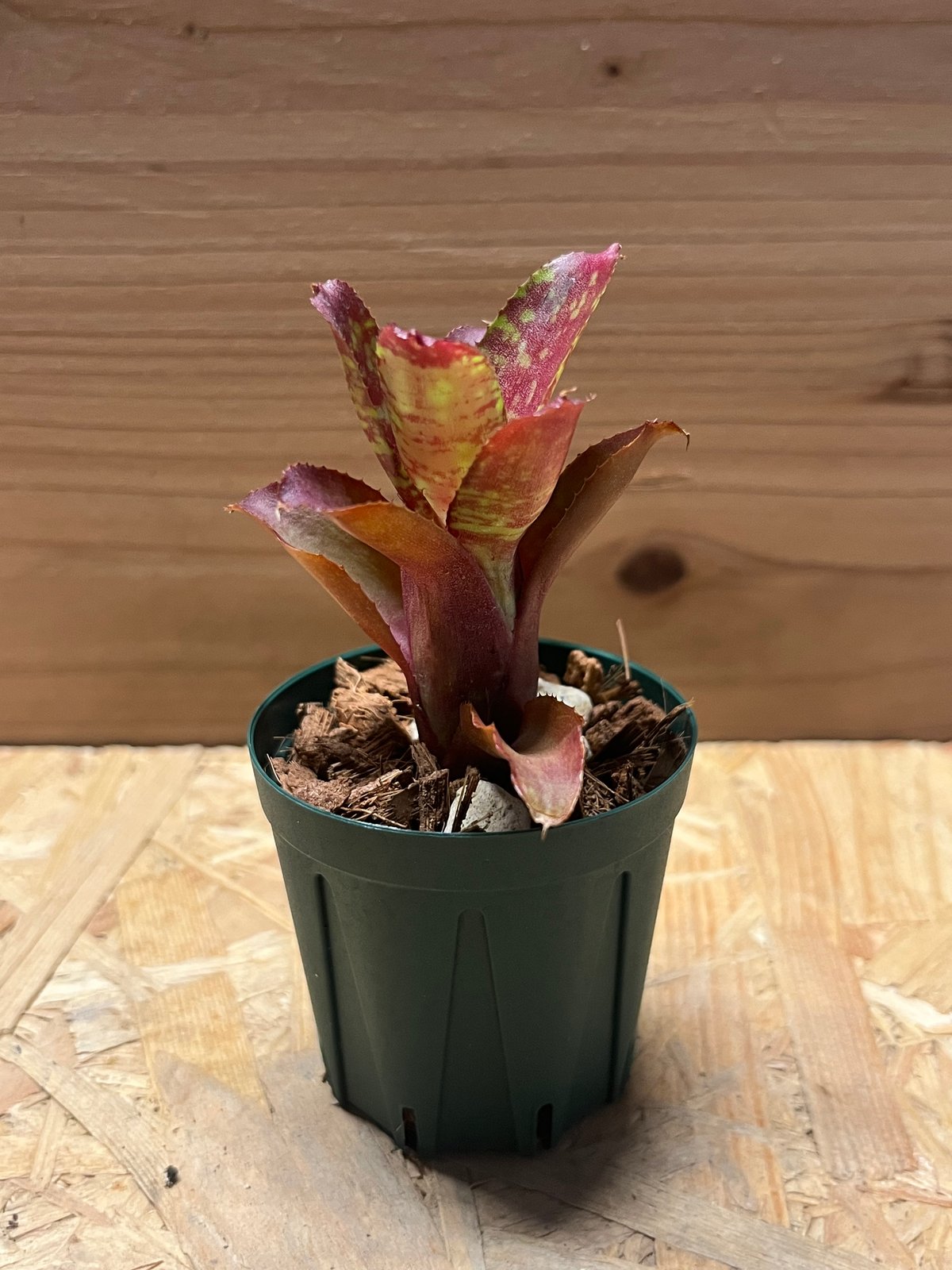 ネオレゲリア サクラ | GREEN LUCK