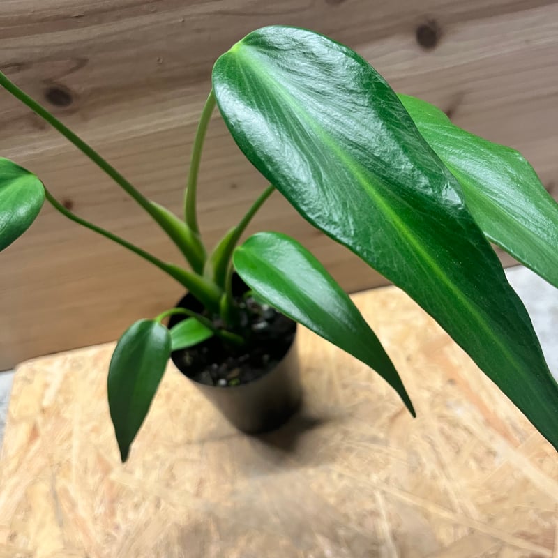 モンステラ バールマルクスフレーム | GREEN LUCK