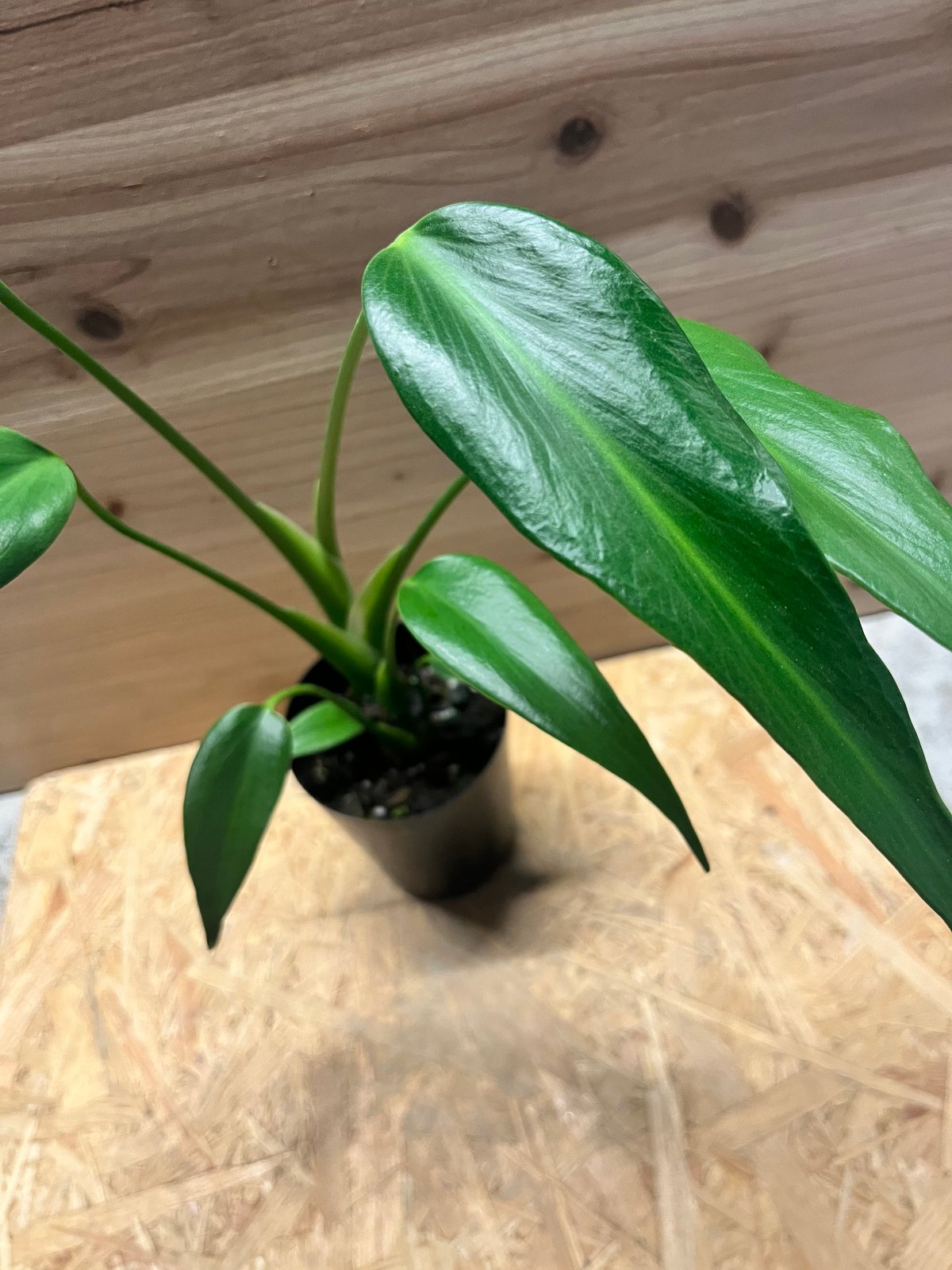 モンステラ バールマルクスフレーム | GREEN LUCK