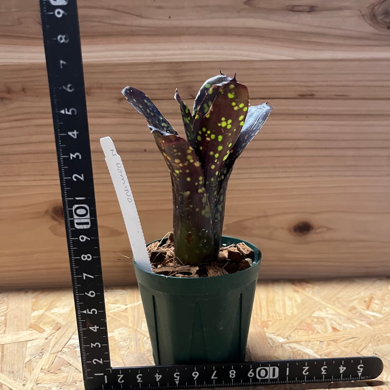 ネオレゲリア　ドミノ リサのタグ付き ネオレゲリア ドミノ リサのタグ付き