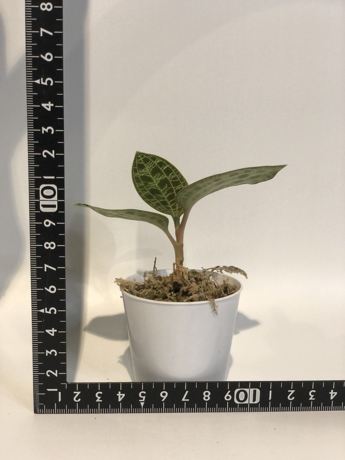 ジュエルオーキッド マコデスペトラ | GREEN LUCK