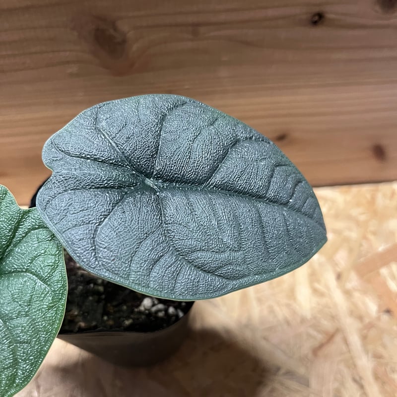 【レア】 アロカシア　メロ　斑入 アロカシア メロ アルボ斑入り Alocasia Melo albo variegated