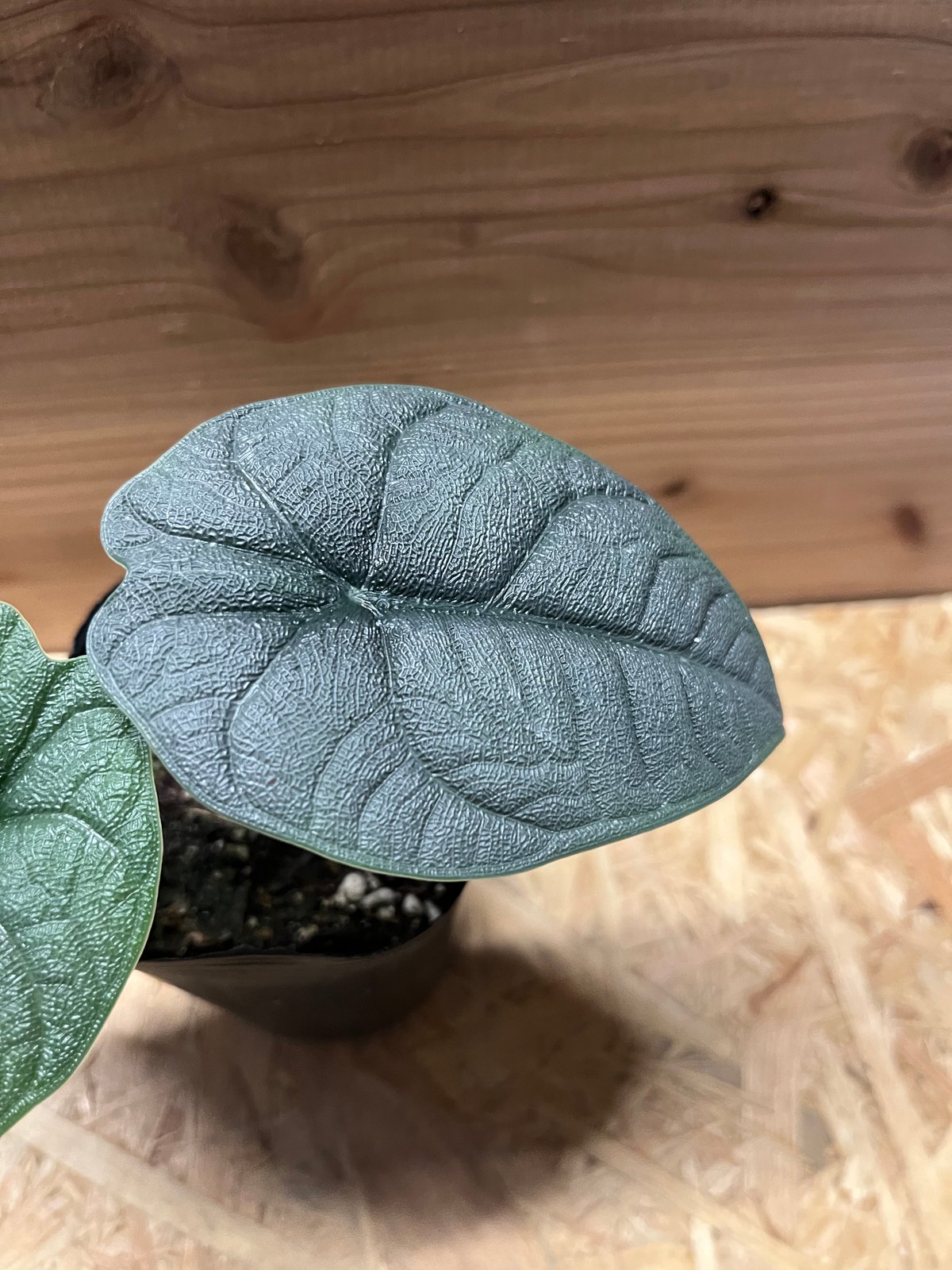 アロカシア メロ オーレア fit=scale-down,w=1200