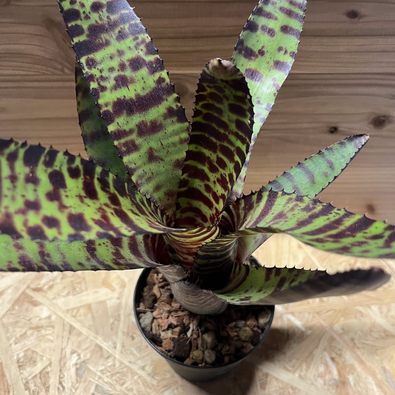 ネオレゲリア ハンニバルレクター | GREEN LUCK