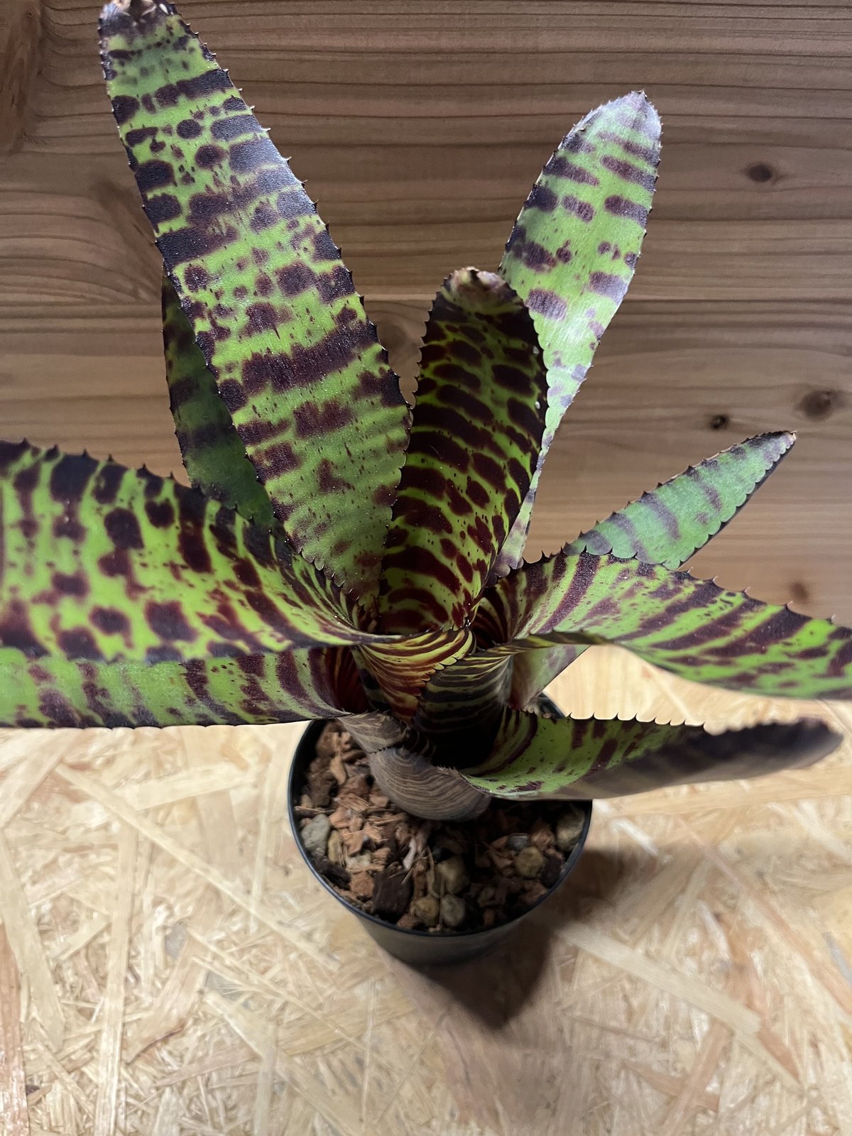 ネオレゲリア ハンニバルレクター | GREEN LUCK