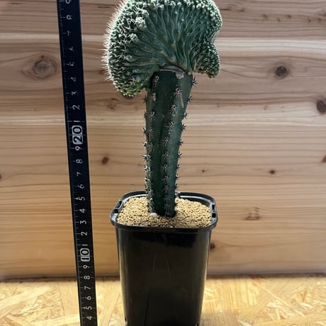 ストロンボカクタス　ディシフォルミス　菊水　接木　綴化